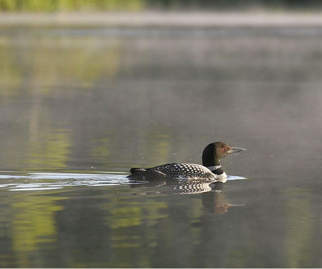 Loon-July-2013